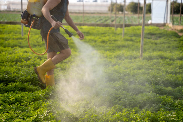 Best Ant Control Services  in Caon City, CO
